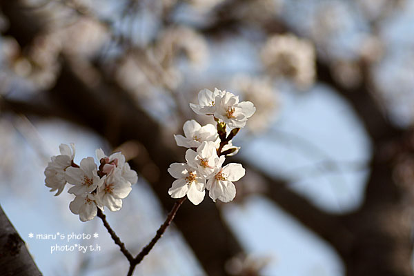 桜.JPG